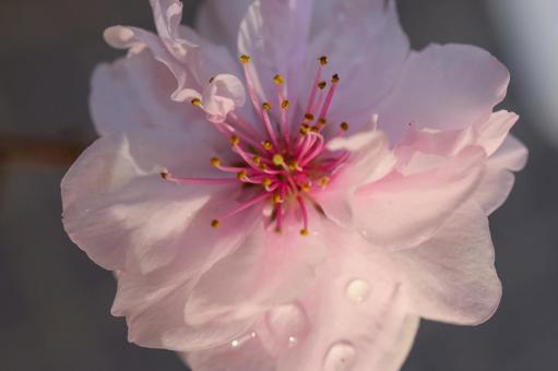Peach blossoms dripping with water after the rain, JPG