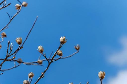 青空に映えるコブシの冬芽 青空に映えるコブシの冬芽 コブシ,冬芽,青空の写真素材