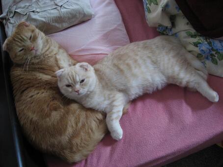 寄り添う猫 添い寝,ふわふわ,しましまの写真素材