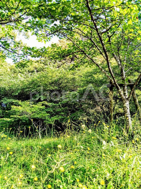 夏の爽やかな森林と草原の草花 森林,草原,草花の写真素材