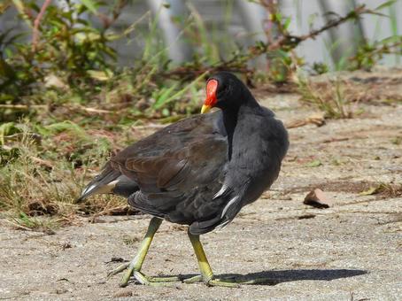 バン 成鳥 バン 成鳥の写真