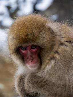 地獄谷のサル 地獄谷のサルの写真