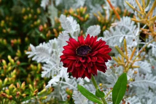 紅 花,植物,赤の写真素材