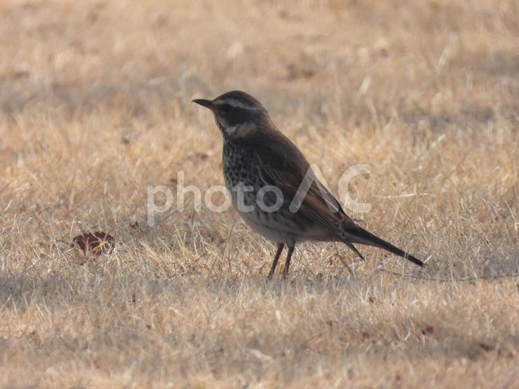近所の小川で撮ったツグミ 野鳥,木,バードウォッチングの写真素材