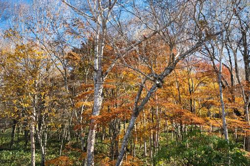 晩秋の白樺並木 風景,青空,晴れの写真素材