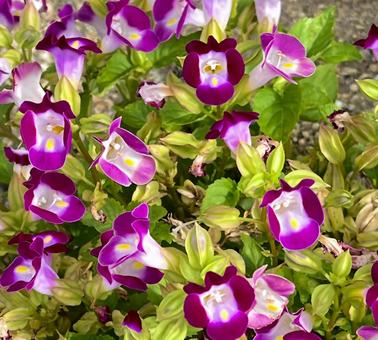 初夏に咲くピンク色のトレニアの花 初夏に咲くピンク色のトレニアの花の写真