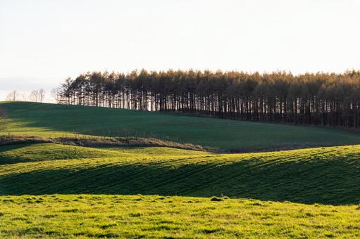 夕陽を浴びた丘、防風林のシルエット カラマツ,牧草地,シルエットの写真素材