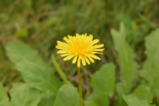 たんぽぽ たんぽぽ,タンポポ,黄色の写真素材
