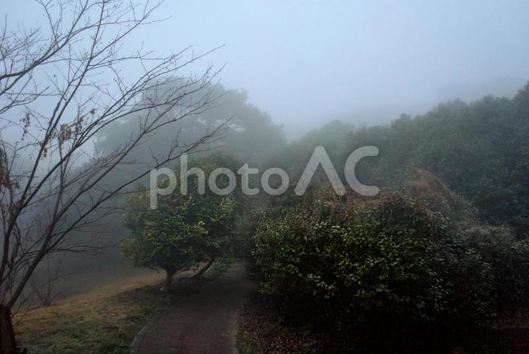 ★＜五島の風景＞朝霧の鬼岳樹木園 霧,霞,朝霧の写真素材