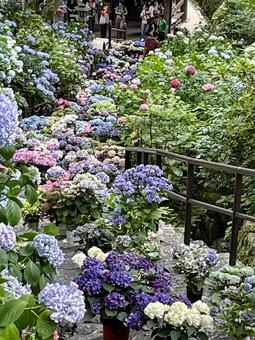 Hasedera Temple, Nara, Hydrangea Corridor, JPG Hasedera Temple, Nara, Hydrangea Corridor, JPG