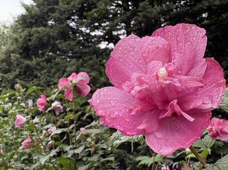 雨の日のムクゲ 雨の日のムクゲの写真