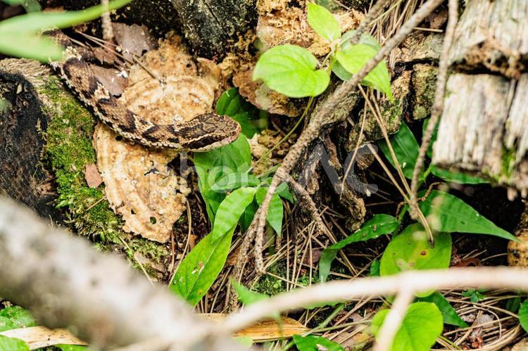 茂みの中から顔を出す毒蛇のマムシ 自然,動物,野生の写真素材