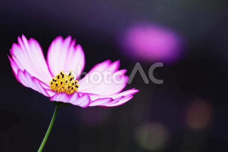 秋の美しいコスモスの花 コスモス,秋,花の写真素材