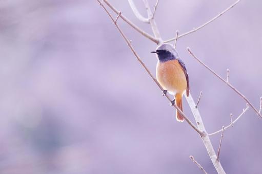 枝に止まるジョウビタキの雄 枝に止まるジョウビタキの雄の写真