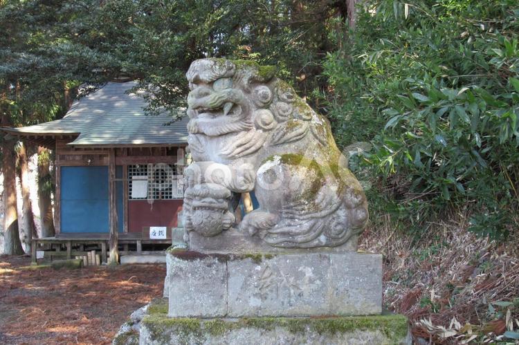 林に囲まれた神社の狛犬（阿行） 狛犬,神社,お社の写真素材