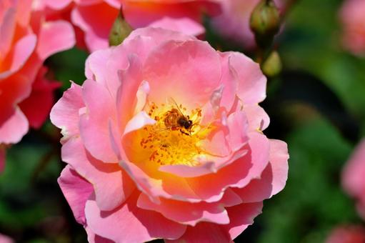 バラの蜜を集める蜜蜂③ バラの蜜を集める蜜蜂③の写真
