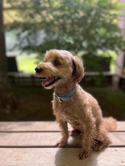 Photo, dog, small dog, tiny, 