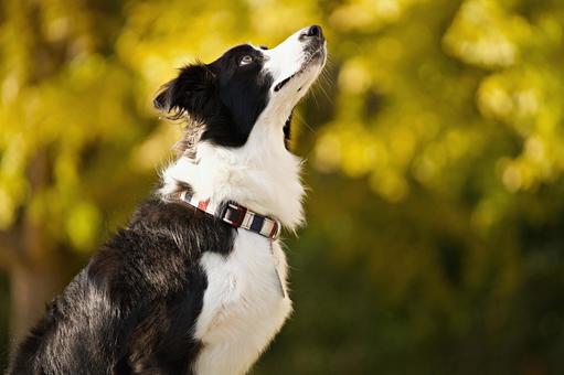 ボーダーコリーのポートレート 犬,ボーダーコリー,ペットの写真素材