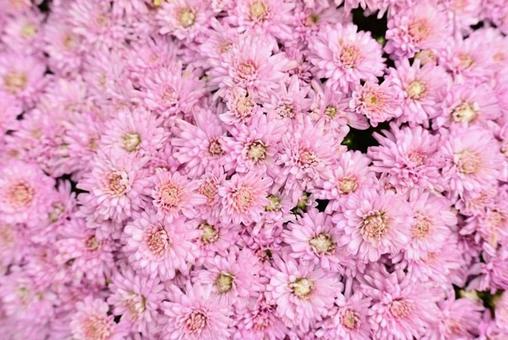 花 花の写真