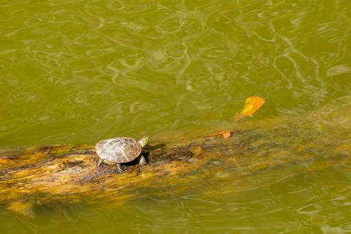 ミシシッピアカミミガメ(21) 亀,ミシシッピアカミミガメ,子亀の写真素材