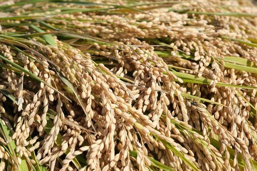 刈り取った稲穂 稲,稲穂,アップの写真素材