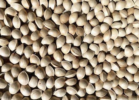 銀杏の実の種 初秋,ギンナン,イチョウの実の写真素材