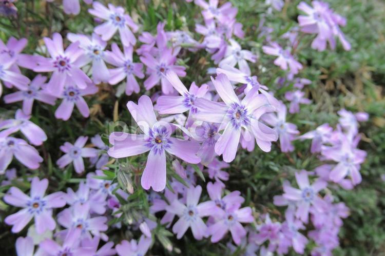 民家の庭に咲く薄紫色の芝桜 シバザクラ,花,植物の写真素材