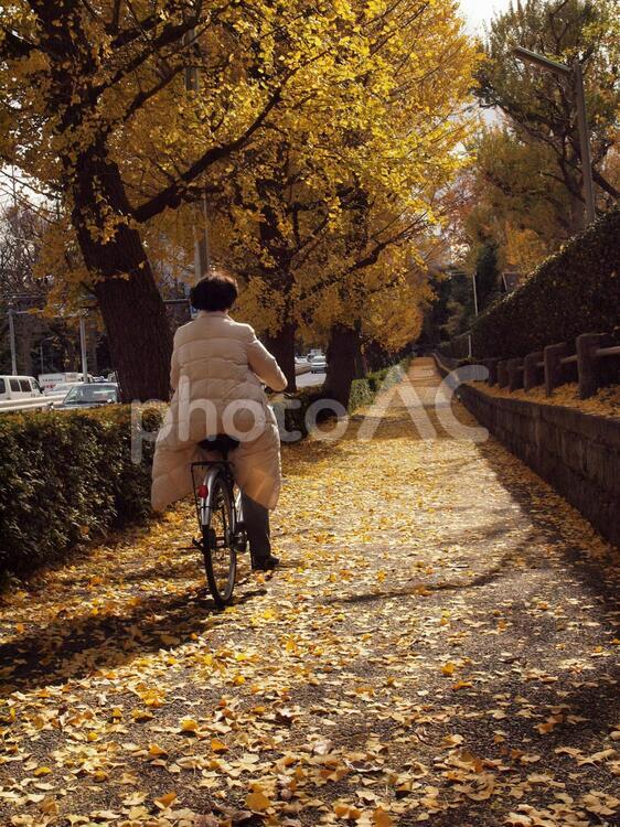 黄金色の道を行く 銀杏散る,黄金色の絨緞,晩秋の写真素材