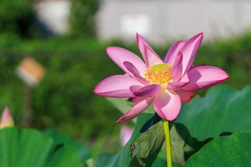 蓮の花 蓮の花 ハス,蓮,古代蓮の写真素材