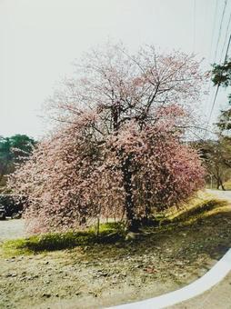 桜 桜の写真