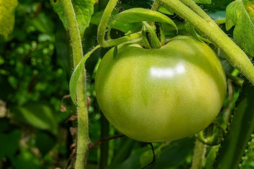 夏の青いトマト 夏の青いトマト トマト,夏の野菜,初夏の写真素材