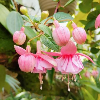 Fuchsia flower 2, JPG Fuchsia flower 2, JPG