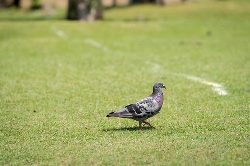 公園を散歩する鳩００６ ハト,公園,芝生の写真素材