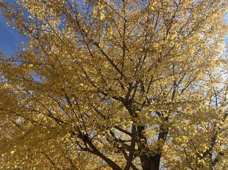 秋のイチョウ 秋,イチョウ,紅葉の写真素材