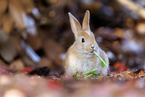 The rabbits of Okunoshima, JPG The rabbits of Okunoshima, JPG