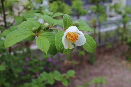 ガーデニング 庭 ツバキ 白 花 ガーデニング 庭 ツバキ 白 花の写真