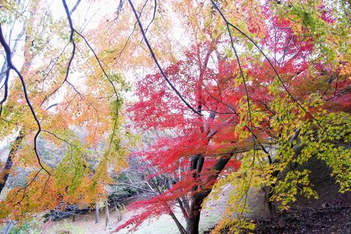 紅葉-462 紅葉-462の写真