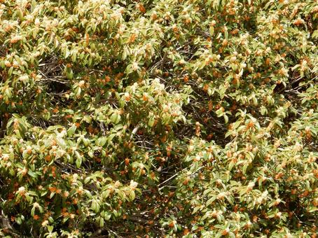 【花の写真】キンモクセイ（金木犀） キンモクセイ,金木犀,植物の写真素材