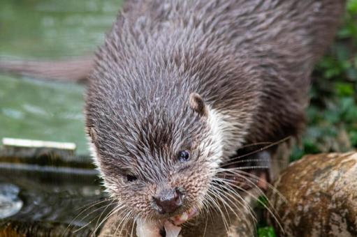 食事をするカワウソ 食事をするカワウソ カワウソ,可愛い,動物園の写真素材