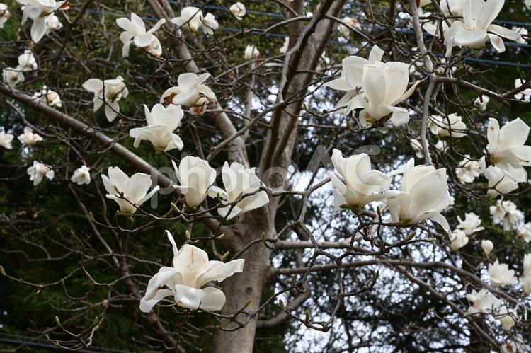赤城南面千本桜公園で撮った白木蓮の花 自然,風景,ガーデニングの写真素材