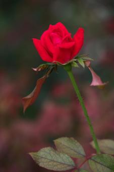 赤いハナビラ 植物,バラ,花の写真素材