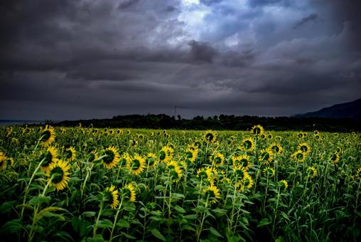 <五島風景>雨の中満開のヒマワリ畑の景色 <五島風景>雨の中満開のヒマワリ畑の景色 ひまわり,夏,花の写真素材