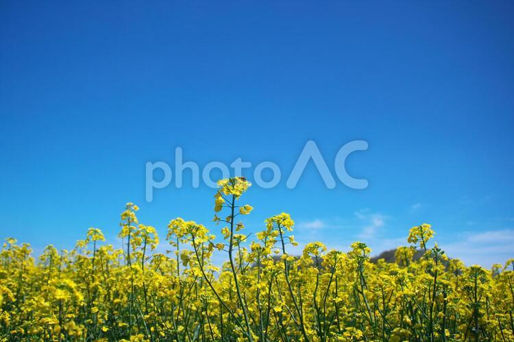 絶景の菜の花畑 菜の花,菜の花畑,花の写真素材