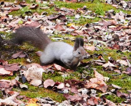 北海道に生息の可愛いエゾリス エゾリス,リス,栗鼠の写真素材