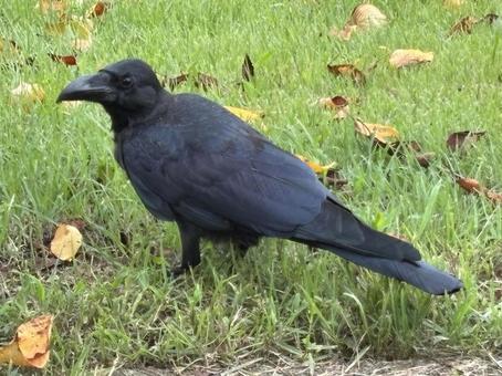 カラス。 カラス,烏,からすの写真素材