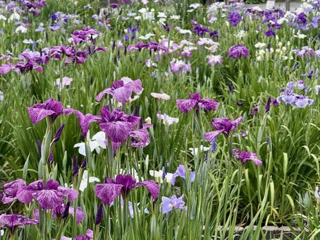堀切菖蒲園 曇り空の下咲き誇る花菖蒲 堀切菖蒲園 曇り空の下咲き誇る花菖蒲の写真