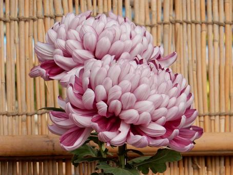 【風景写真】福山菊花展覧会の風景 キク,菊,菊花展の写真素材