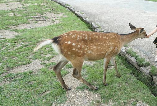 鹿 鹿,奈良,奈良公園の写真素材