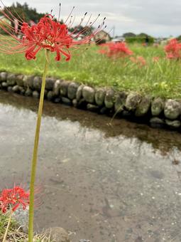 Red Spider Lily, JPG