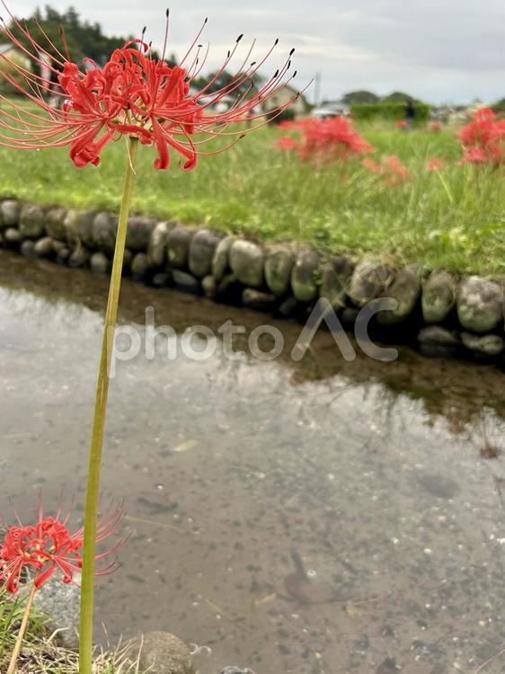 彼岸花 彼岸花,曼珠沙華,秋の写真素材